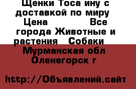 Щенки Тоса-ину с доставкой по миру › Цена ­ 68 000 - Все города Животные и растения » Собаки   . Мурманская обл.,Оленегорск г.